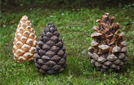 Trois pommes de pins en gr&egrave;s &agrave; diff&eacute;rents stades de leur cycle. 2020.